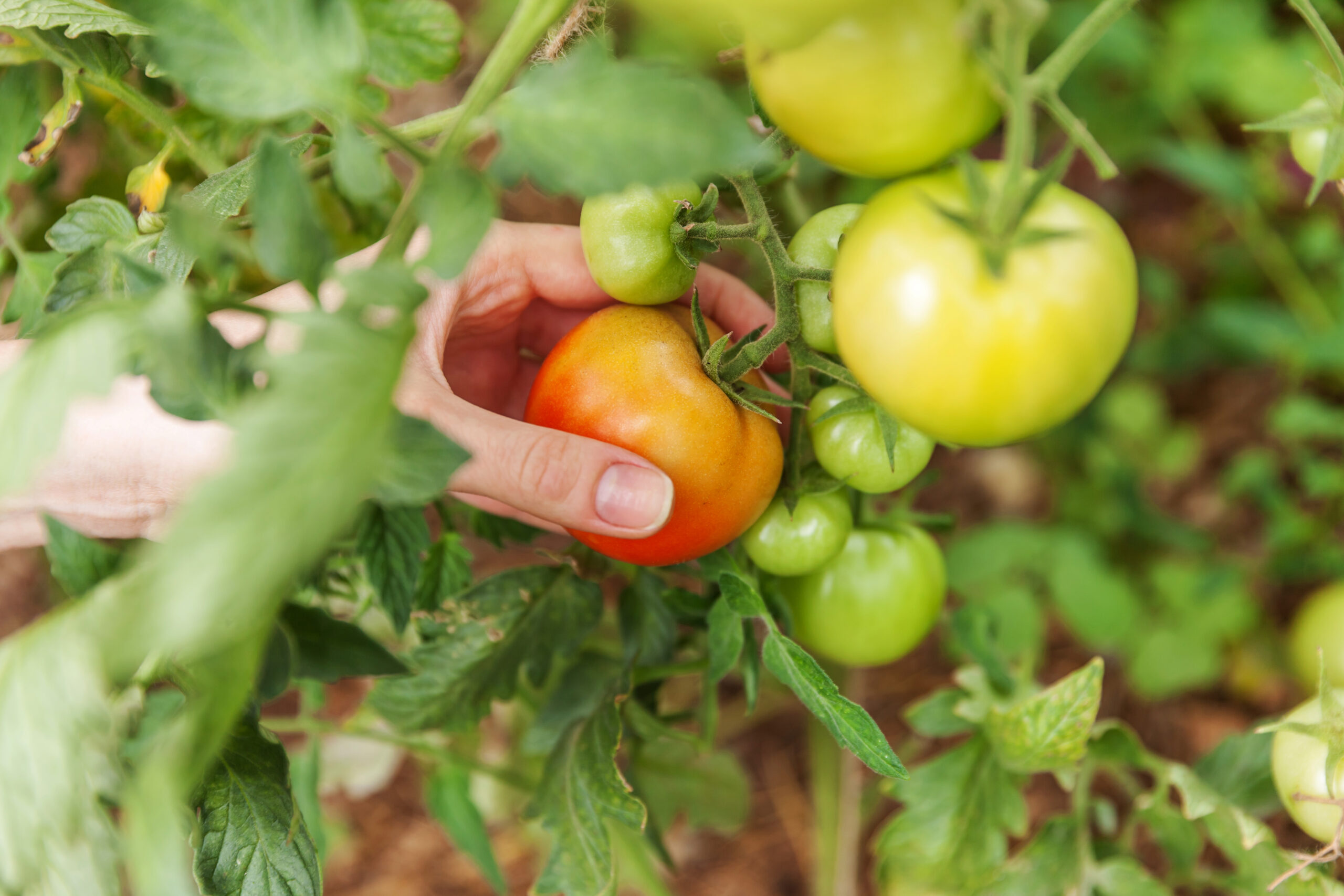 Gardening and agriculture concept. Woman farm worker hand picking fresh ripe organic tomatoes. Greenhouse produce. Vegetable food production. Tomato growing in greenhouse.